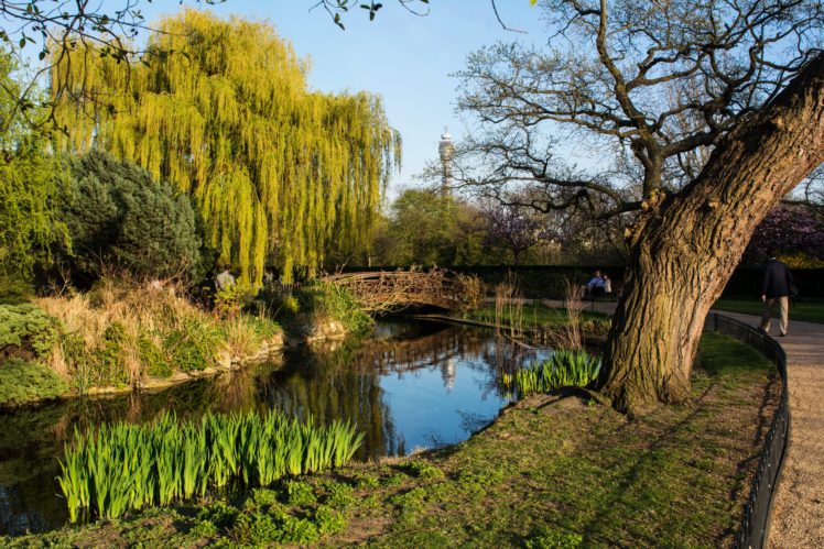 england, Parks, Rivers, London, Trunk, Tree, Trees, Nature HD Wallpaper Desktop Background