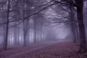 autumn, Trees, Branches, Fog, Trail, Nature