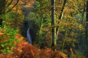 england, Parks, Forests, Waterfalls, Autumn, Trunk, Tree, Dockray, Nature