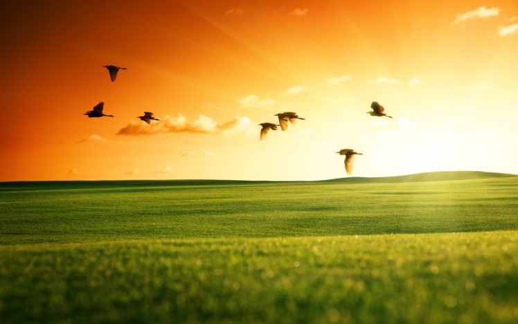 fields, Grasslands, Birds, Sunrises, And, Sunsets, Evening, Nature HD Wallpaper Desktop Background