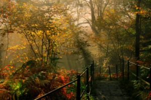 england, Parks, Autumn, Trees, Fence, Dockray, Nature