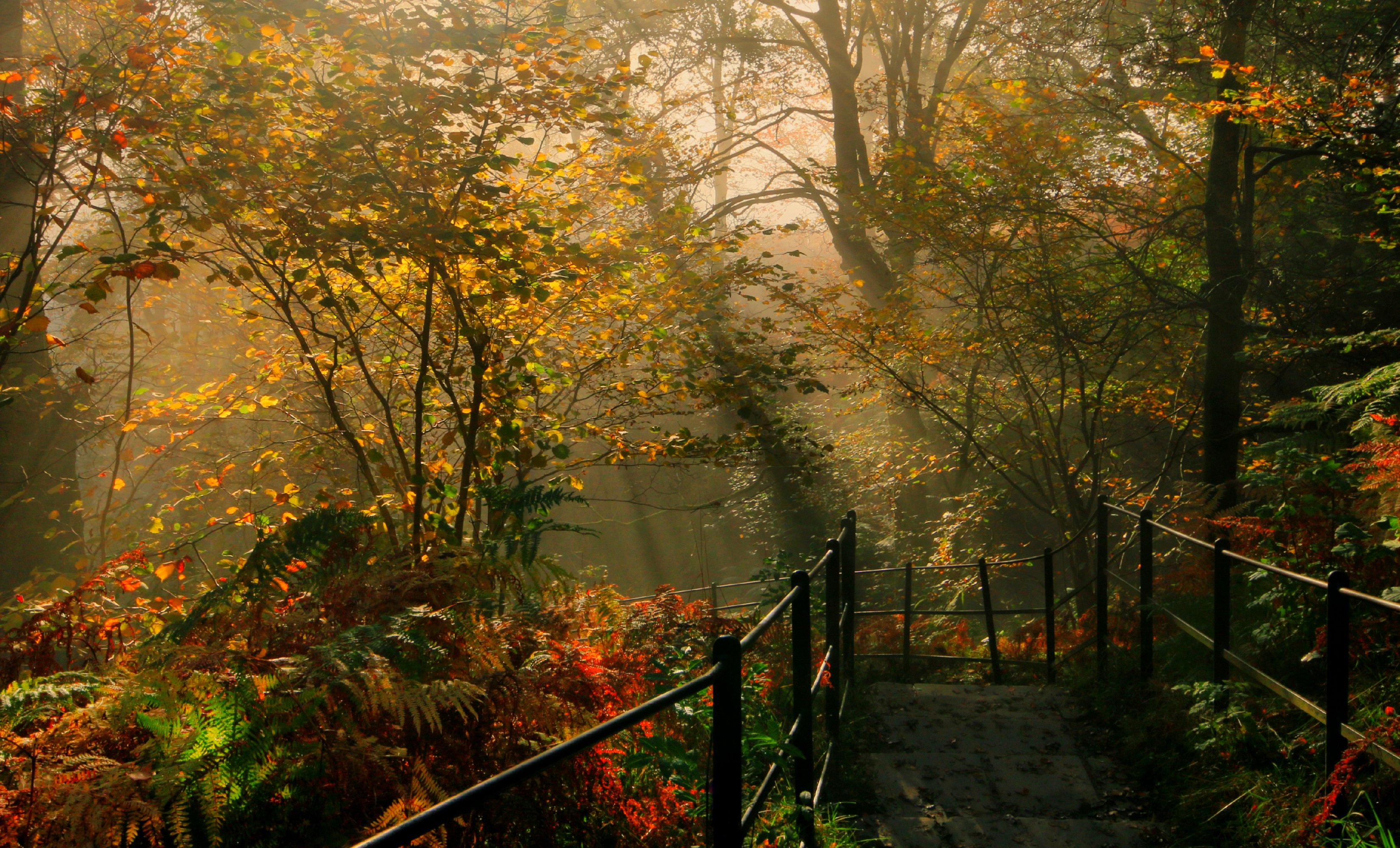 england, Parks, Autumn, Trees, Fence, Dockray, Nature Wallpaper