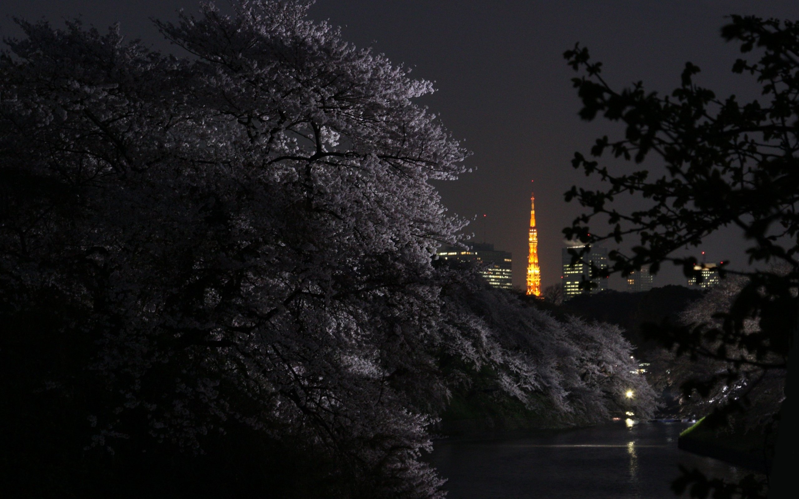 tokyo, Japan, Night, Branches, Cities Wallpaper