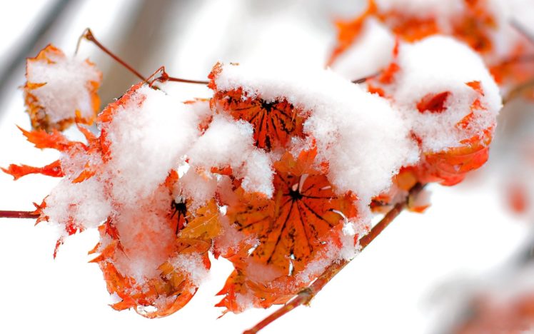 ice, Nature, Winter, Snow, Leaf, Autumn, Red, Orange, Leaves, Cold, Frozen HD Wallpaper Desktop Background