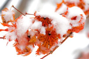 ice, Nature, Winter, Snow, Leaf, Autumn, Red, Orange, Leaves, Cold, Frozen
