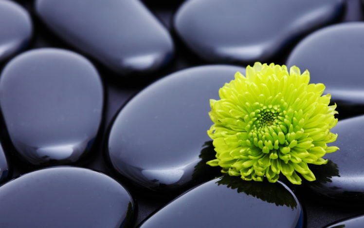 flowers, Stones, Zen HD Wallpaper Desktop Background