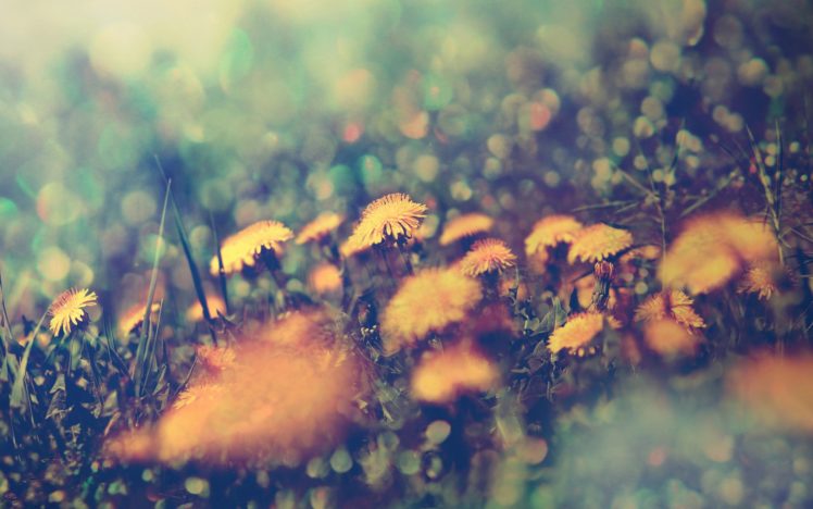 flowers, Macro, Depth, Of, Field HD Wallpaper Desktop Background