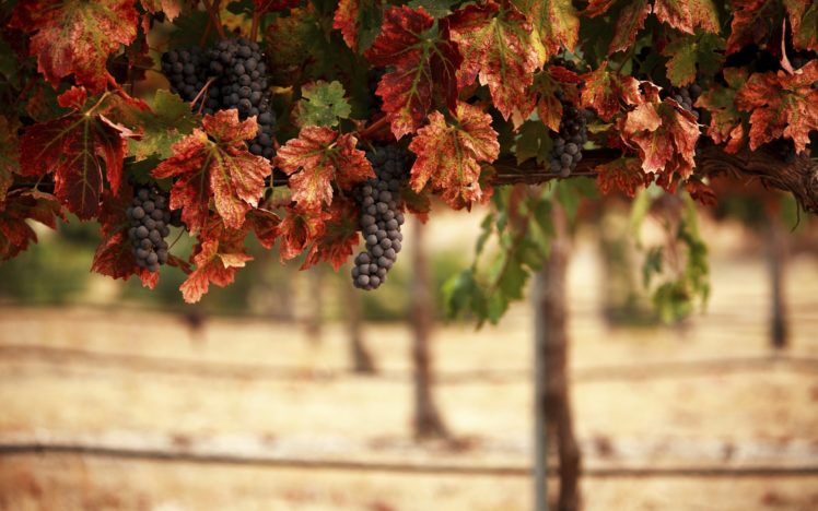 nature, Leaves, Blur, Vineyard, Grapes, Fruits, Landscape HD Wallpaper Desktop Background