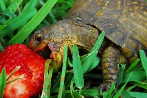 turtle, Strawberry, Grass, Food, Appetite, Muzzle, Carapace