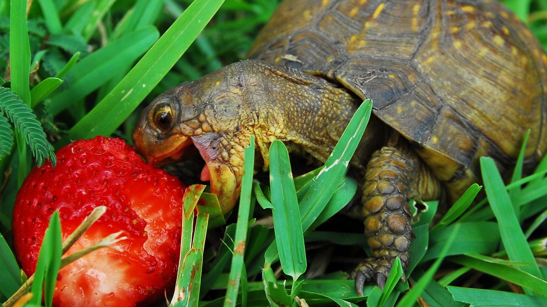turtle, Strawberry, Grass, Food, Appetite, Muzzle, Carapace Wallpaper