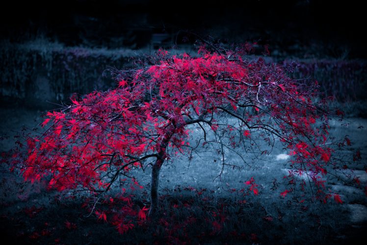 tree, Leaves, Fog, Light, Purple, Autumn HD Wallpaper Desktop Background