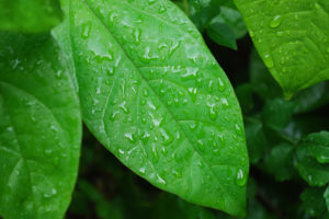green, Nature, Leaves, Wet, Plants, Water, Drops, Macro