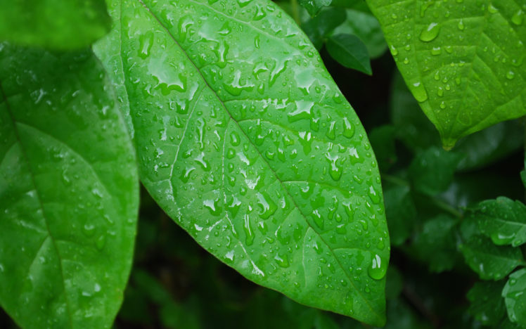 green, Nature, Leaves, Wet, Plants, Water, Drops, Macro HD Wallpaper Desktop Background