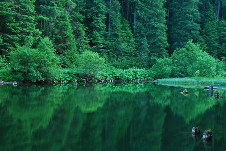 beautiful, Nature, Forest, Summer, Shrubs, Herbs, Water, Reflection HD Wallpaper Desktop Background