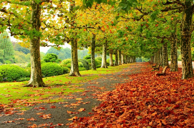 park, Autumn, Foliage, Benches, Trees HD Wallpaper Desktop Background