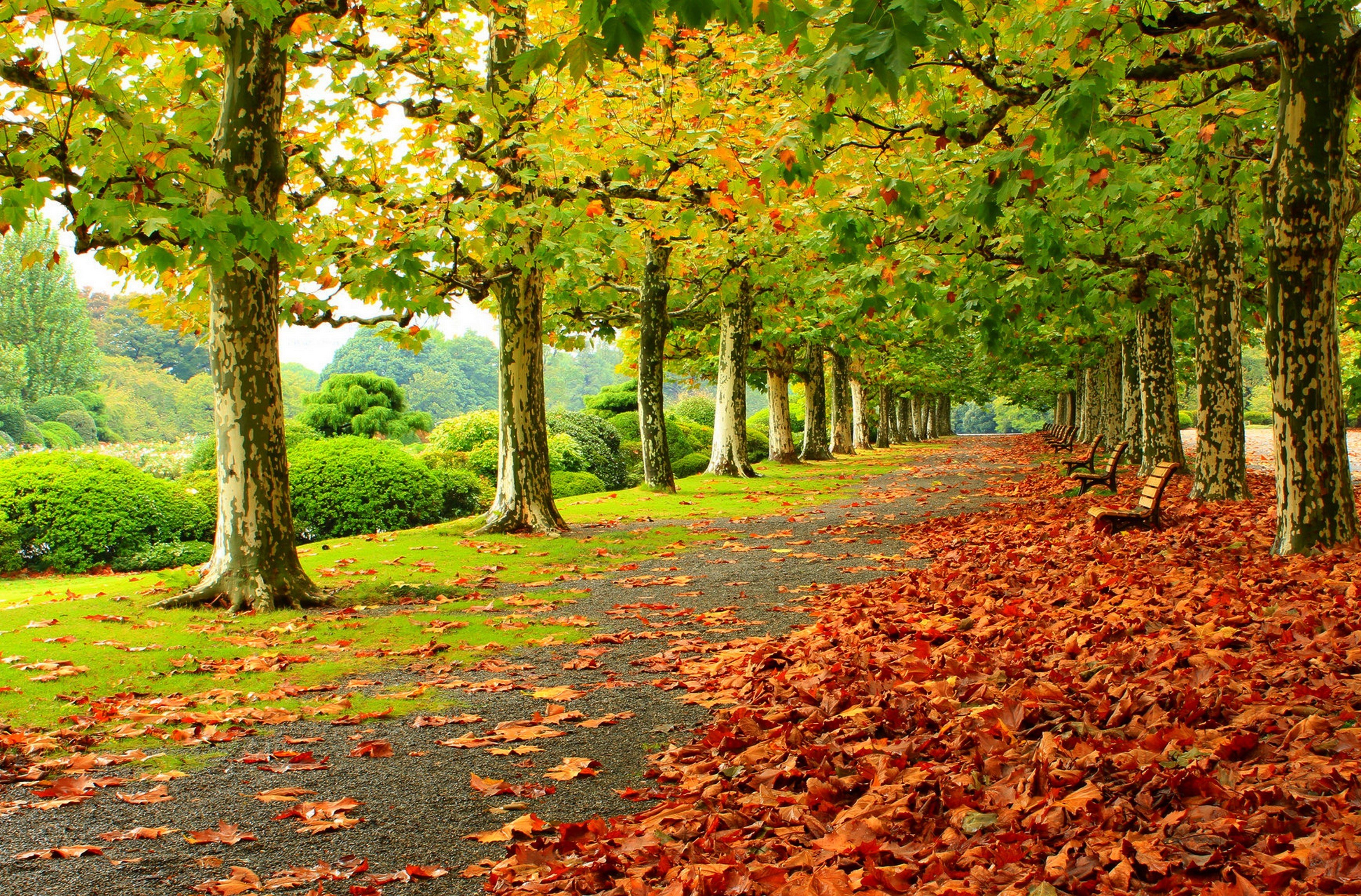 park, Autumn, Foliage, Benches, Trees Wallpaper