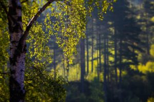 birch, Branches, Summer, Foreground