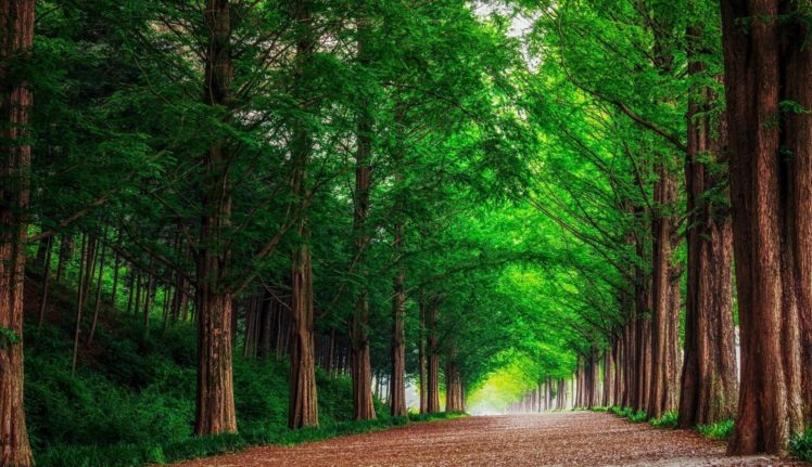 forest, Road, Trees, Landscape, Summer HD Wallpaper Desktop Background