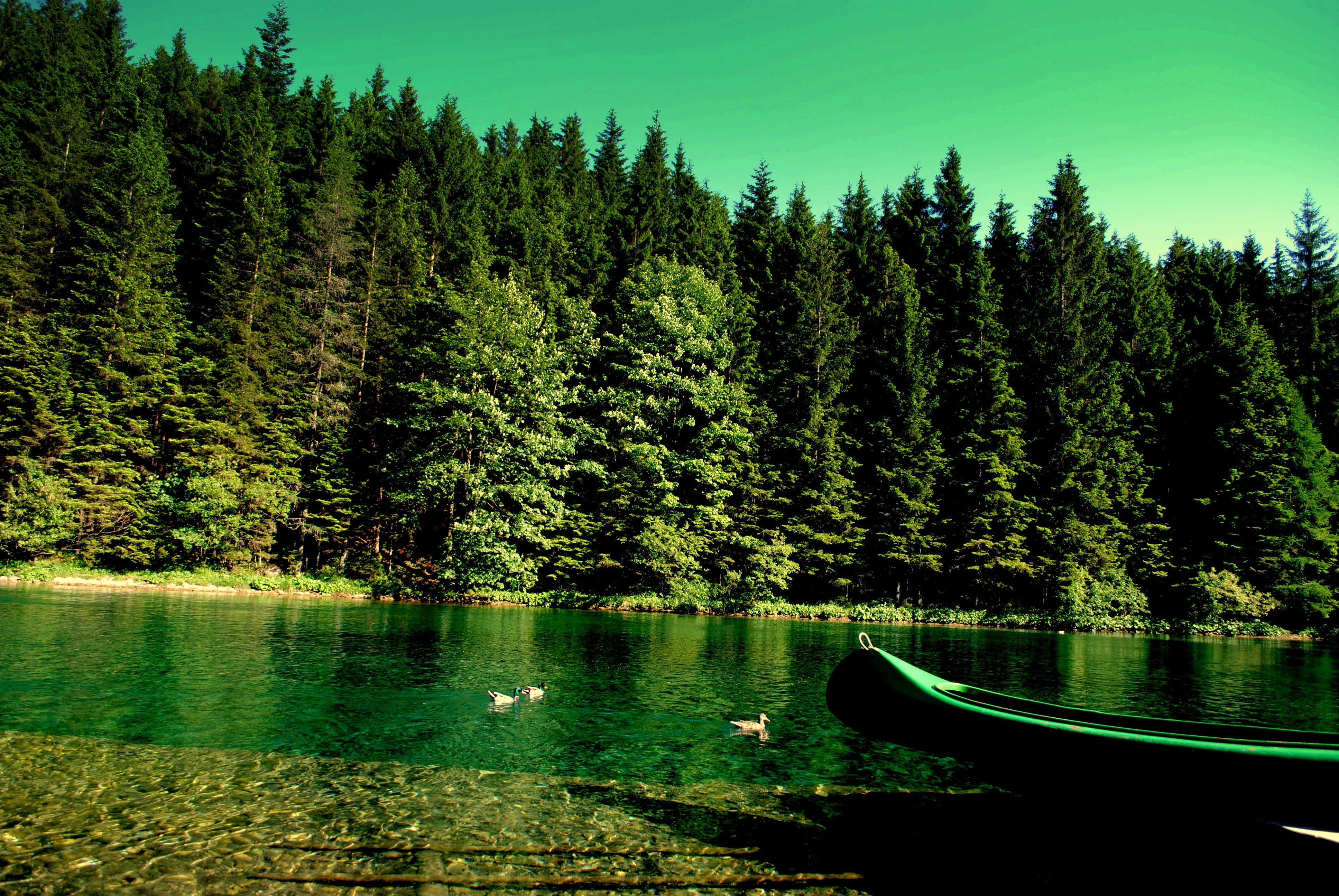 forest, River, Boat, Nature Wallpaper