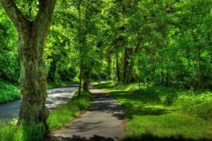 nature, Beauty, Park, Trees, Summer, Hdr