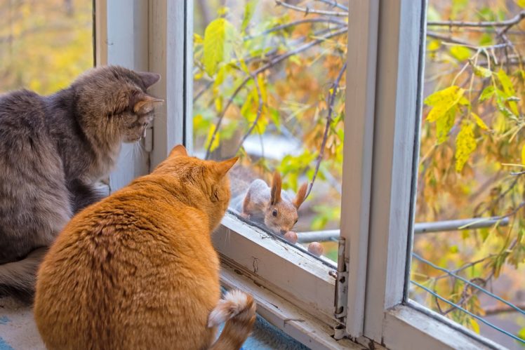 cute, Animal, Cats, Window, Squirrel, Branch HD Wallpaper Desktop Background