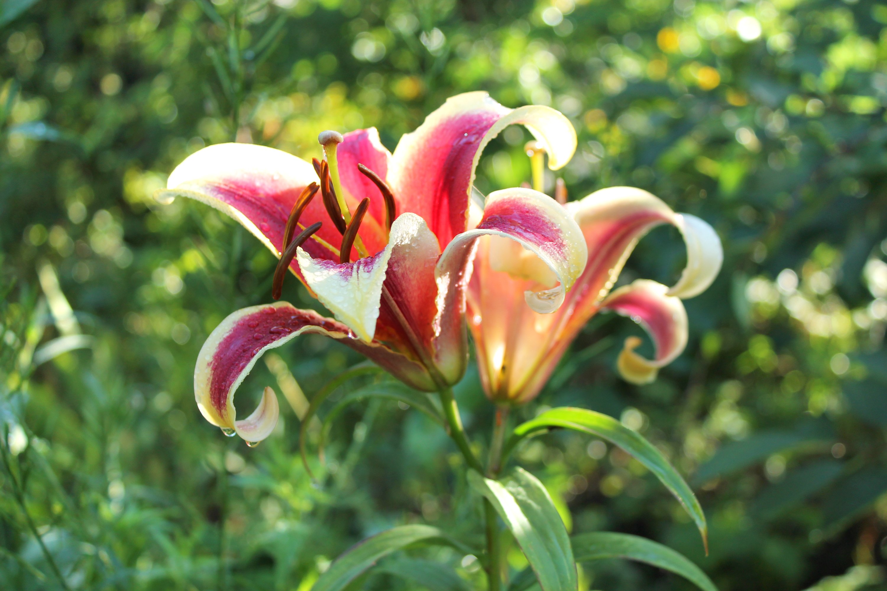 lily, Lilies, Flowers, Morning, Garden, Summer Wallpaper