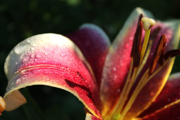 lily, Petals, Water, Drops, Morning, Nature, Flower, Summer, Macro HD Wallpaper Desktop Background