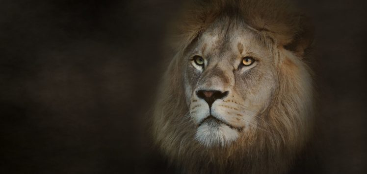 original, Photo, Animal, Eyes, Cat, Animal, Africa, Wild, Cat, Lion HD Wallpaper Desktop Background