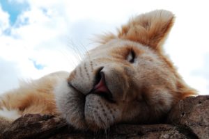 animals, Feline, Lions, Sleeping, Beauty