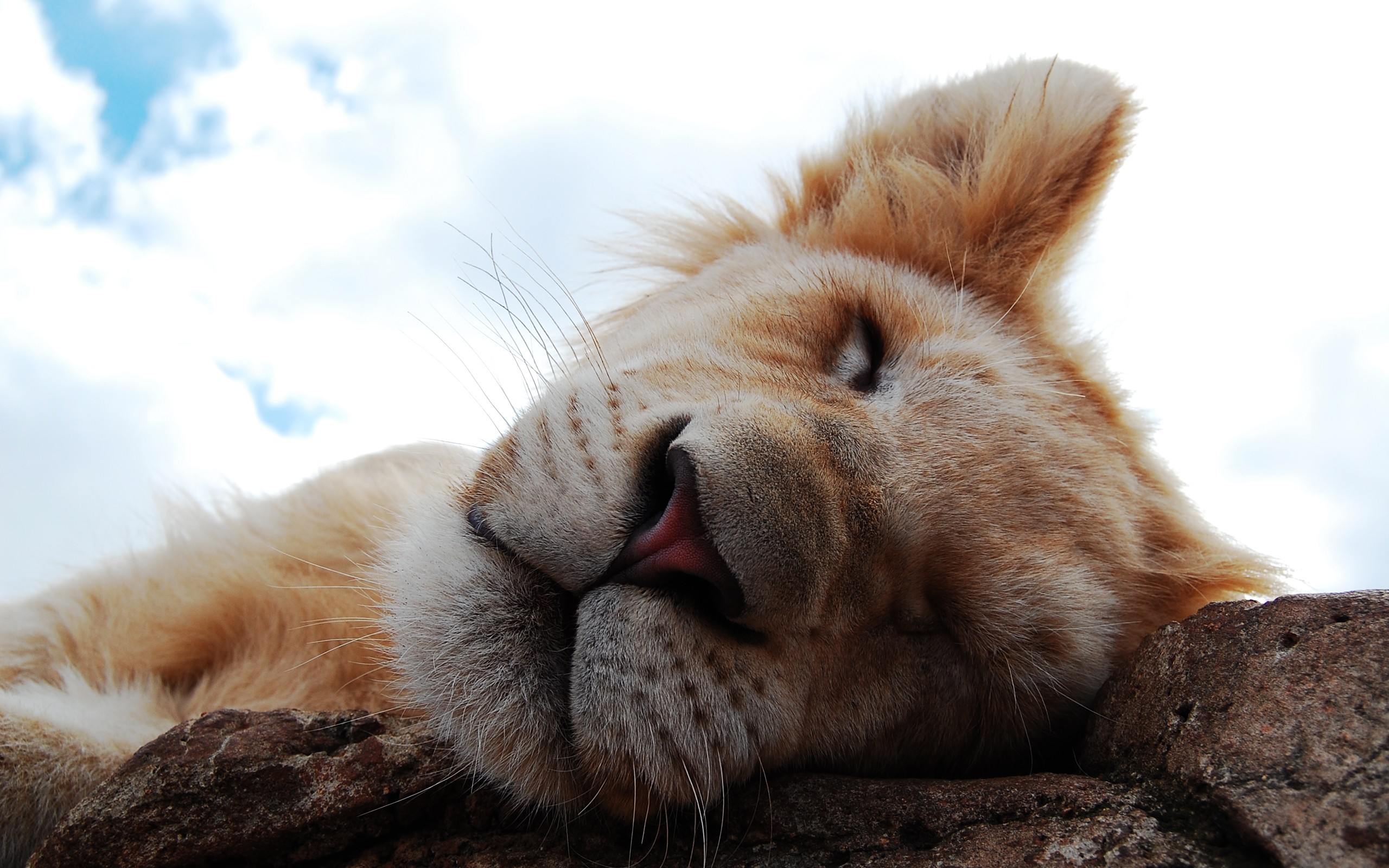 animals, Feline, Lions, Sleeping, Beauty Wallpaper
