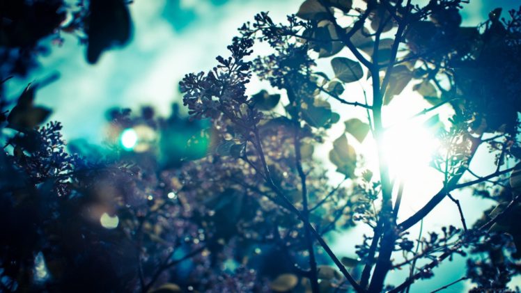 sunshine, Tree, Nature, Mood, Summer, Beauty HD Wallpaper Desktop Background