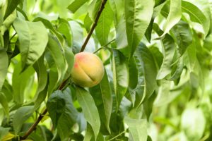 peach, Fruit, Tree, Leaves, Ripe, Garde