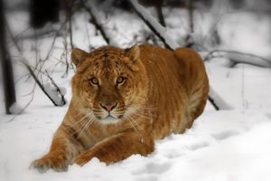 snow, Animals, Tigers, Lions