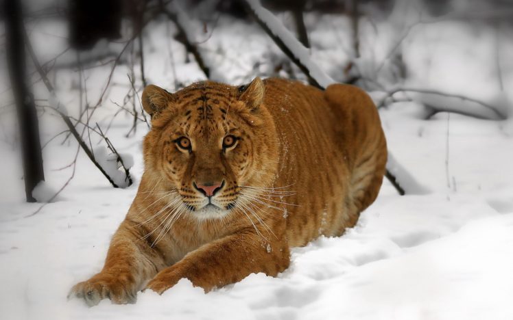 snow, Animals, Tigers, Lions HD Wallpaper Desktop Background
