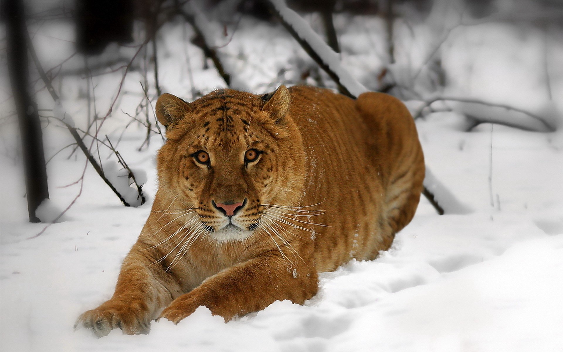 snow, Animals, Tigers, Lions Wallpaper