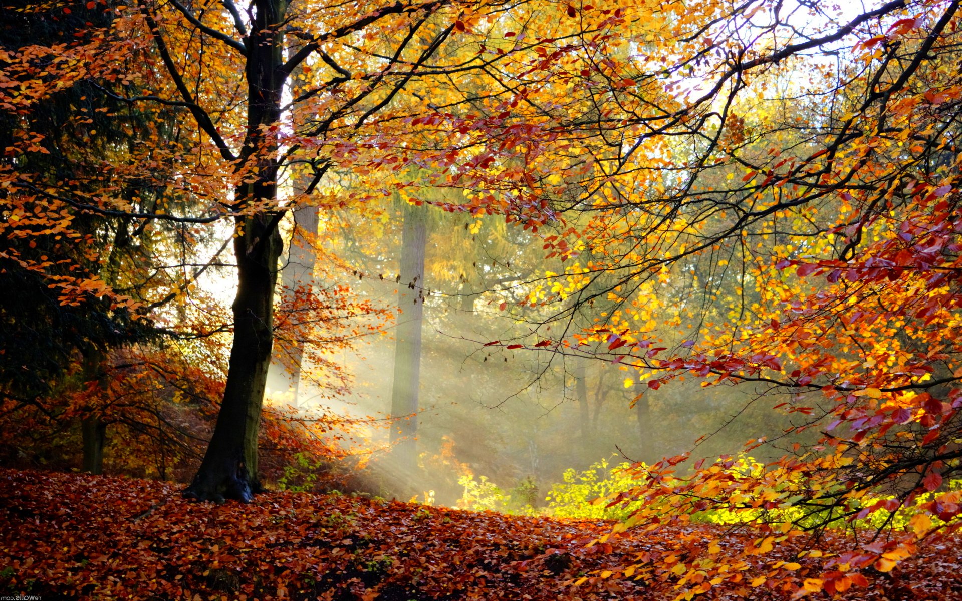 forest, Trees, Nature, Landscape, Tree, Autumn, Fall Wallpapers HD ...