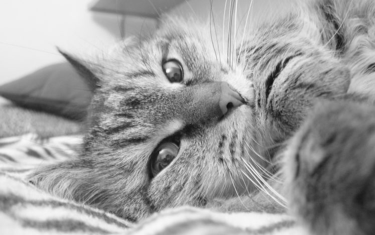 cats, Animals, Monochrome HD Wallpaper Desktop Background