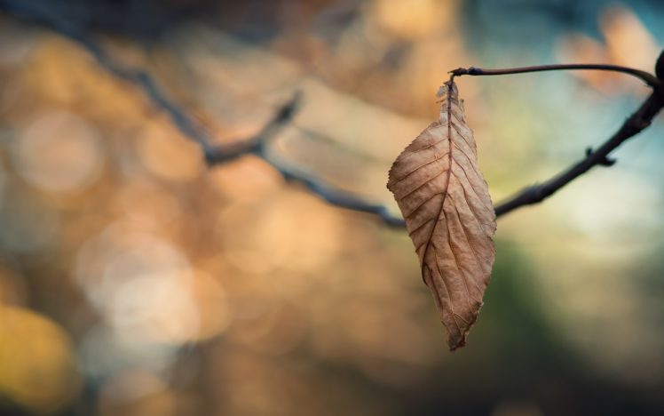 closeup, Nature, Autumn, Leaves, Macro, Depth, Of, Field HD Wallpaper Desktop Background