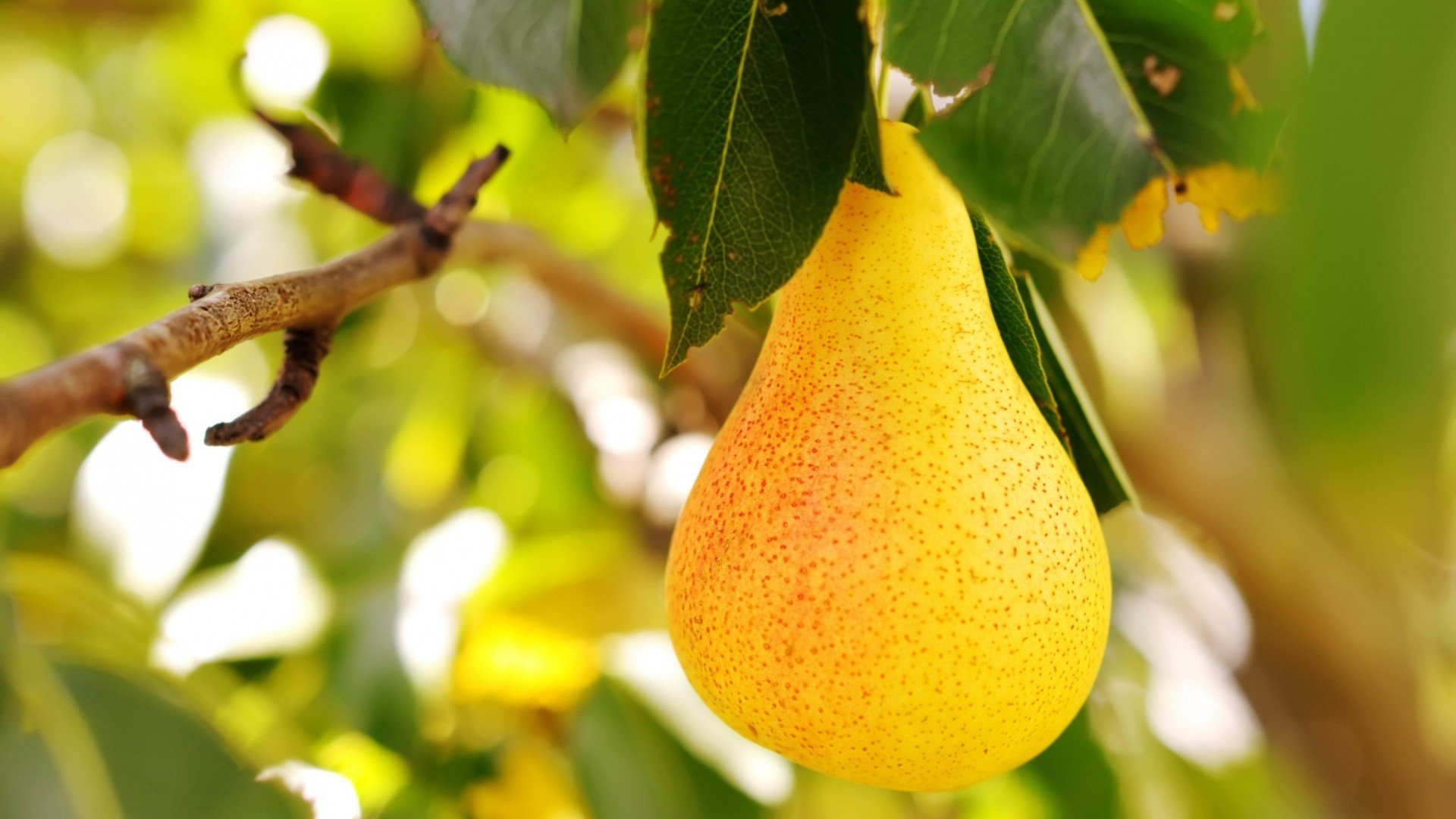 pera, Fruta, Arbol, Naturaleza Wallpaper