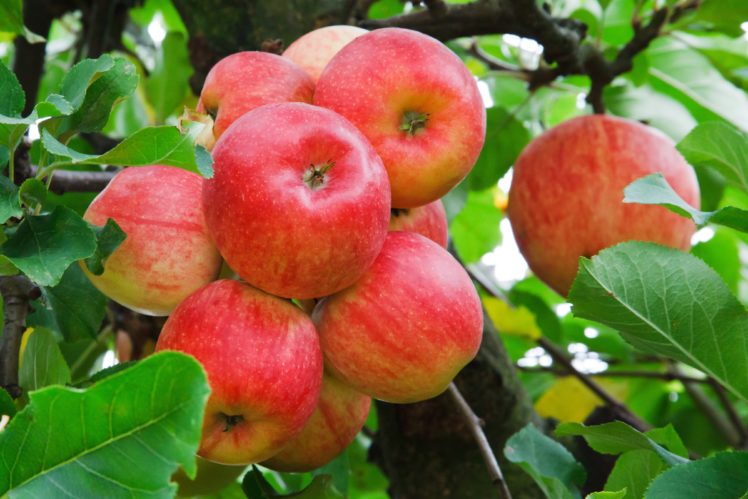 manzanas, Rojas, Frutas, Naturaleza HD Wallpaper Desktop Background