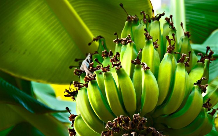 frutas, Bananas, Naturaleza, Racimo HD Wallpaper Desktop Background