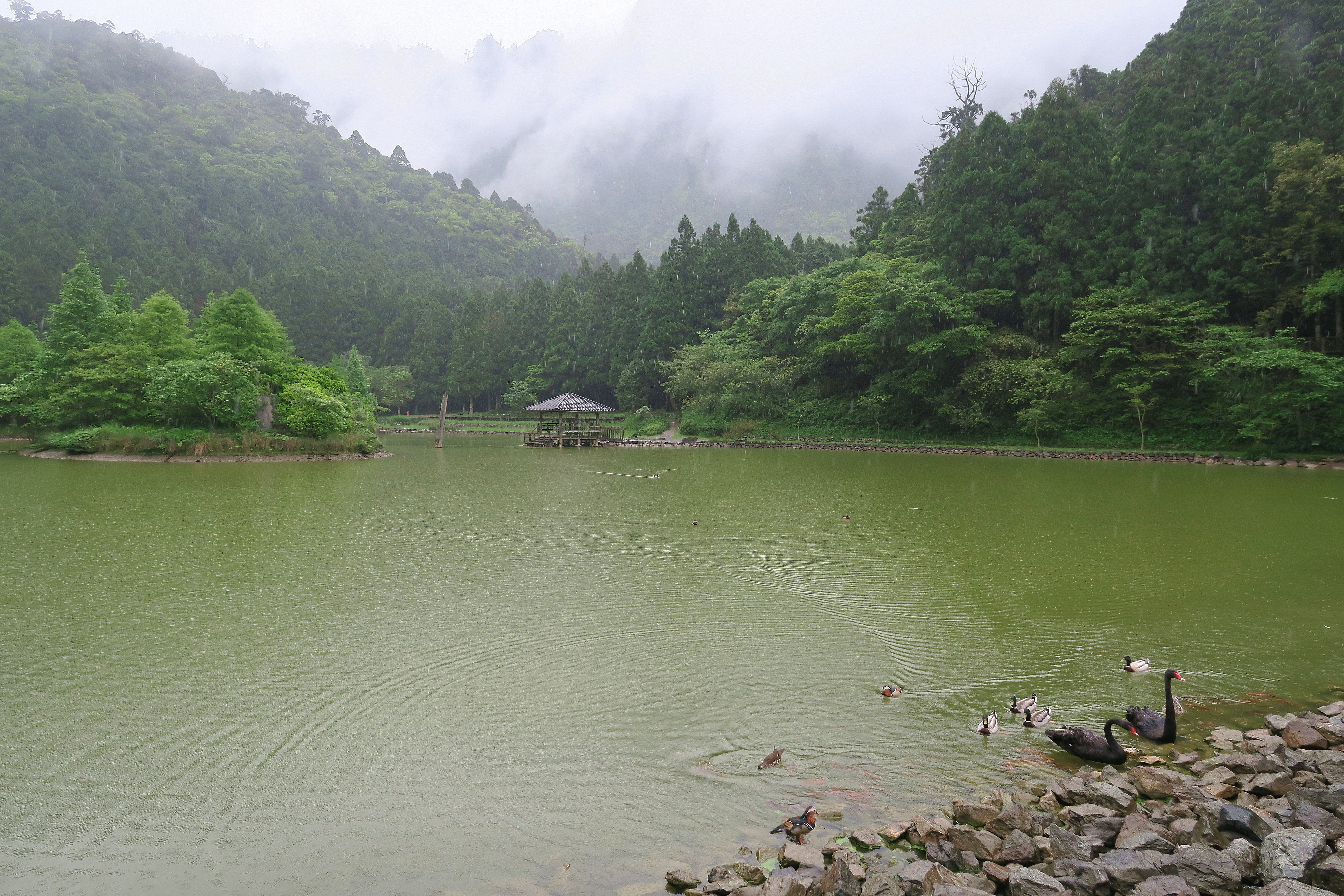 lake, Mountain, Animal, Green, Beauty, Tree, Landscape, Sky, Cloud, Duck Wallpaper