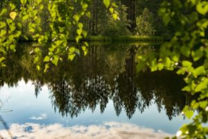 landscape, Forest, Lake, Evening, Summer, Forest, Tree, Beauty