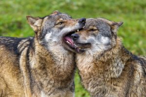 wolves, In, Love, Wolf
