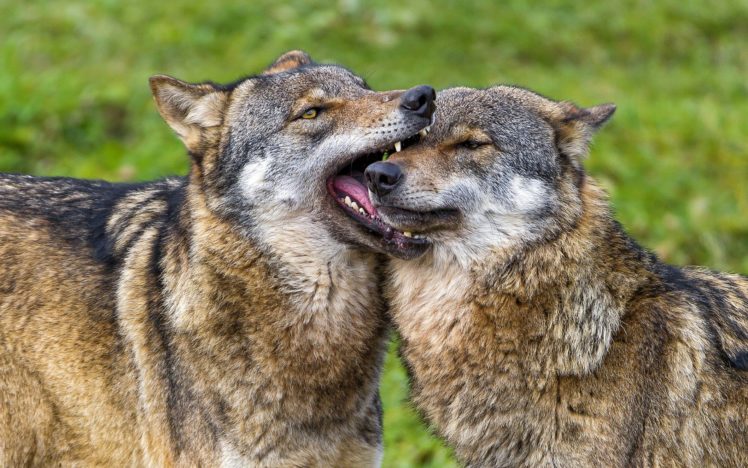wolves, In, Love, Wolf HD Wallpaper Desktop Background