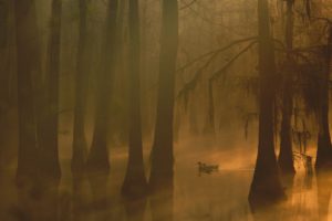 fog, Autumn, Tree, Forest, Nature, Beauty, Mist, Landscape, Duck, Lake