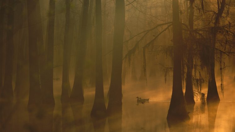 fog, Autumn, Tree, Forest, Nature, Beauty, Mist, Landscape, Duck, Lake HD Wallpaper Desktop Background