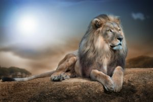 lion, King, Of, Beasts, Portrait Wallpapers HD / Desktop and Mobile  Backgrounds