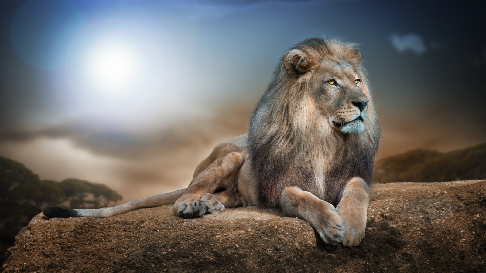 the, Lion, Of, King Wallpaper
