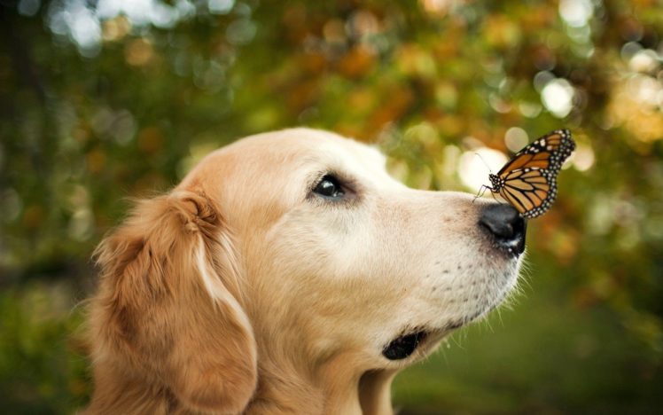 animals, Dog, Butterfly, Bokeh, Cute HD Wallpaper Desktop Background